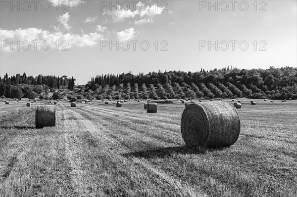 Straw bales on harvested field