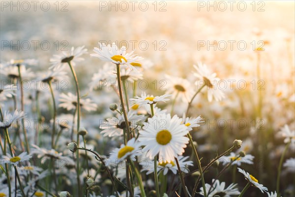 Marguerite daisies on meadow at sunset. Spring flower