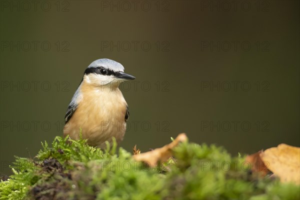 European nuthatch