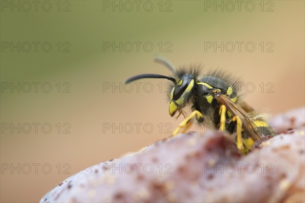 Common wasp