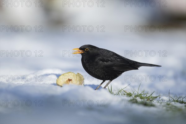 European blackbird