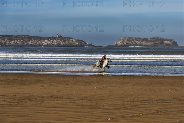 Rider galloping with two horses on the beach