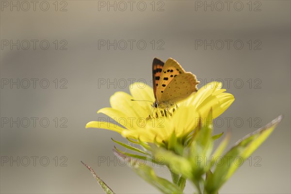 Small copper