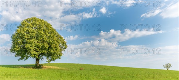 Lone tree in a meadow. Lime tree in a meadow in the Jura. France