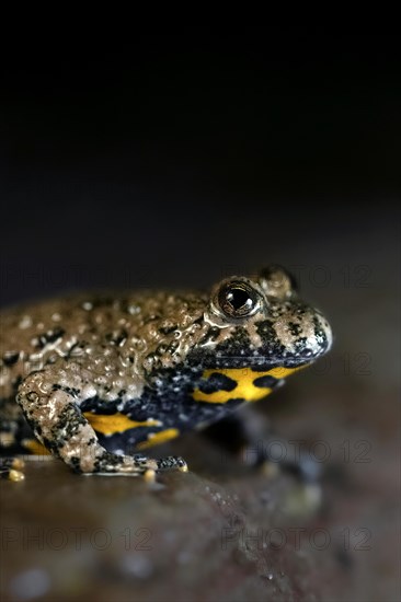 Yellow-bellied toad