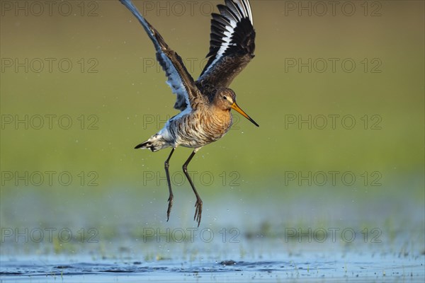 Black-tailed Godwit