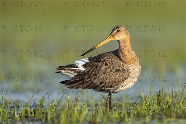 Black-tailed Godwit