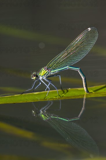 Banded demoiselle