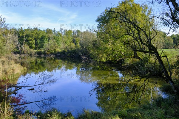 Moor pond on the Ammer between Wielenbach and Weilheim