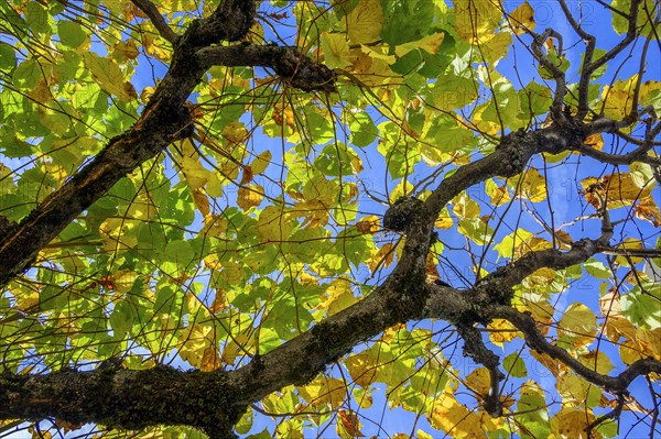 Autumn lime leaves