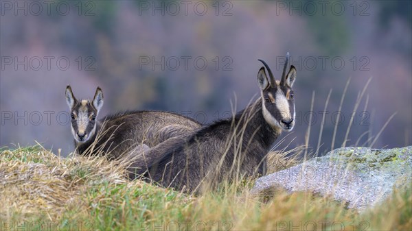 Chamois