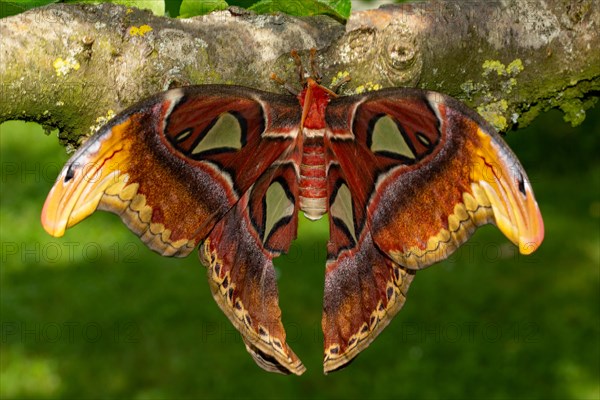 Atlas silkmoth moth with open wings hanging on tree trunk from behind