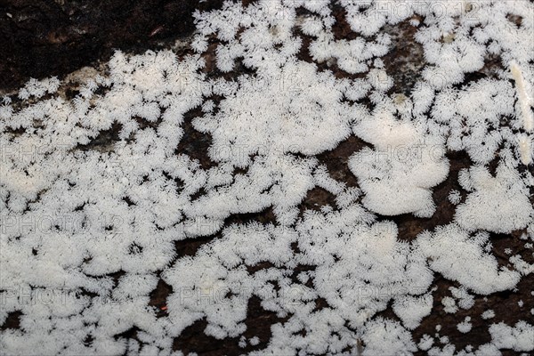 White-yellow net cushion many white fruiting bodies next to each other on tree trunk