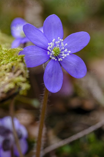 Liverwort