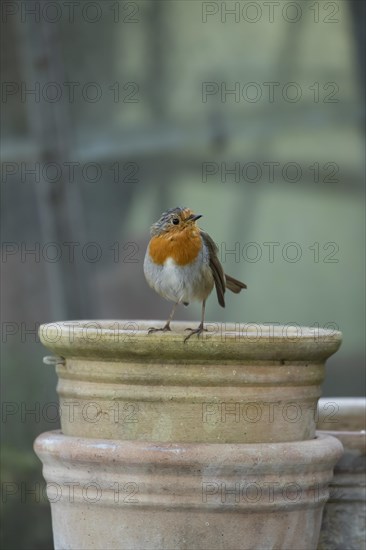 European robin