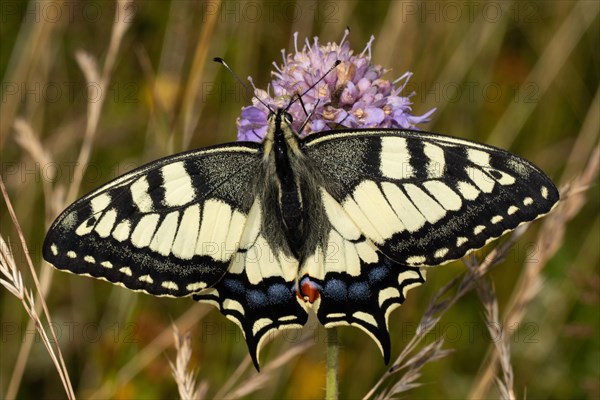 Swallowtail with open wings sitting on a violet flower from behind