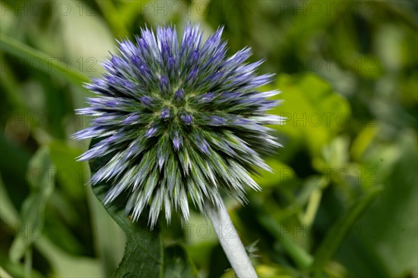 Blue globe thistle blue flower