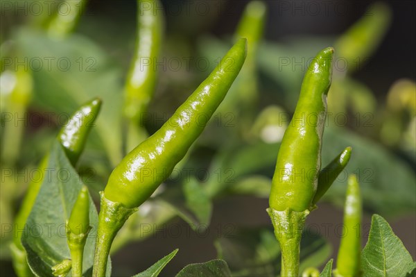 Small green chillies also known as Capsicum annuum