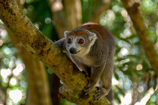 Crowned lemur