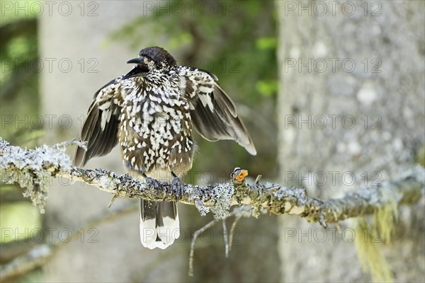 Spotted nutcracker