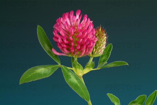 Meadow clover