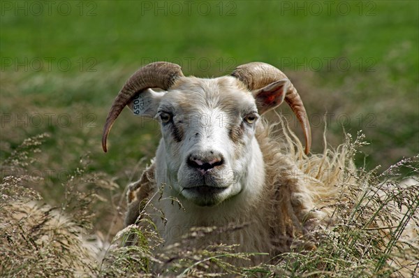 Sheep with horns