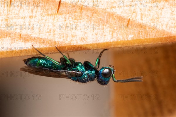 Blue golden wasp sitting on wood from below looking right