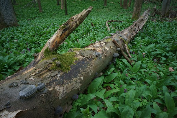 Deadwood with tinder fungus in a forest with wild garlic