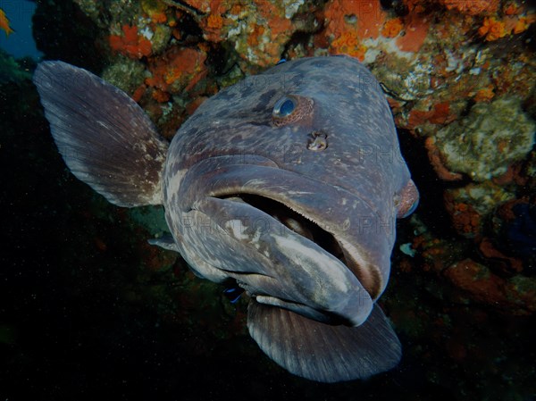 Portrait of potato grouper