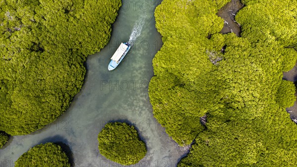 Aerial of the Mangrove forest