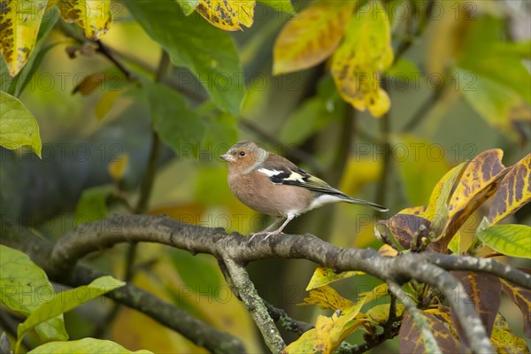 Common chaffinch