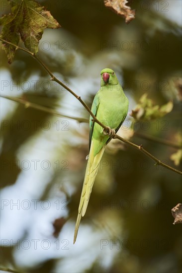 Monk parakeet