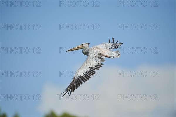 Great white pelican