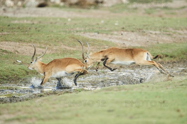 Southern lechwe