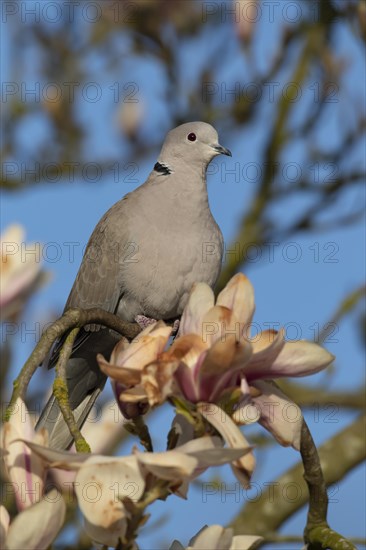 Eurasian collared dove