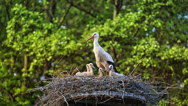 White stork