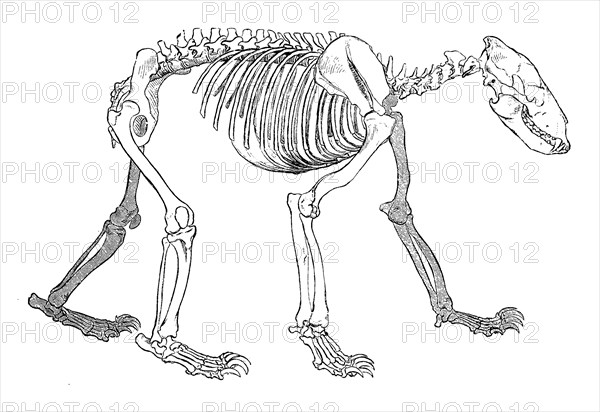 Skeleton of a brown bear