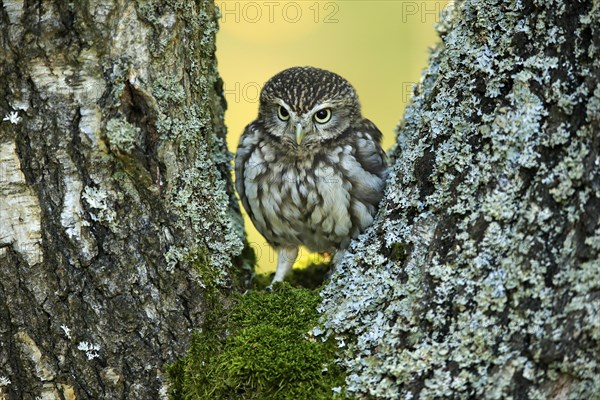 Pygmy Owl