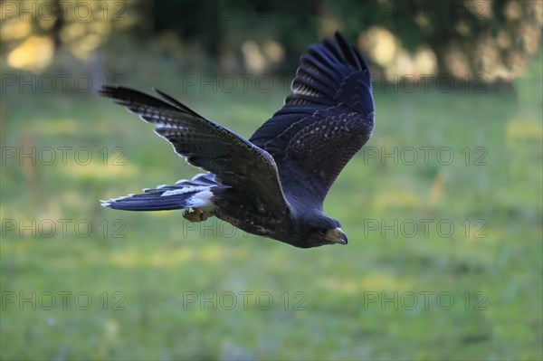 Harris's hawk