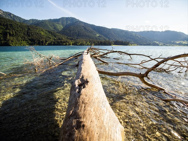 Tree trunk in the lake