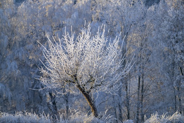 Tree with hoarfrost