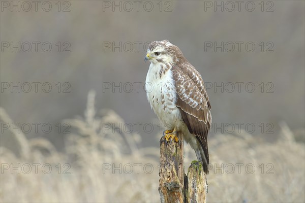 Common steppe buzzard