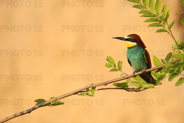 European bee-eater