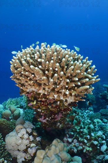 Stony coral