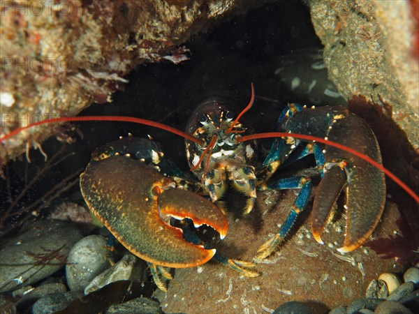 Common lobster