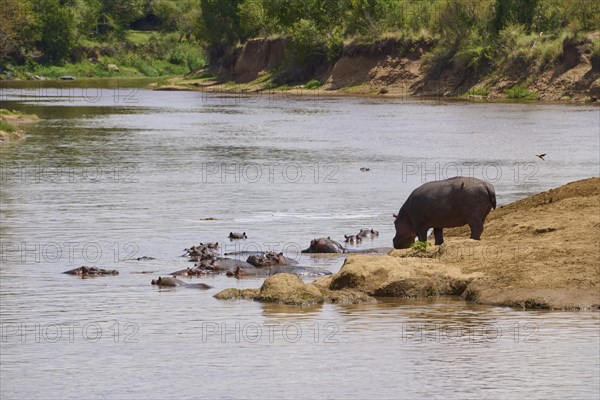 Hippos