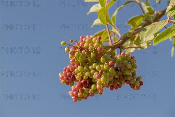 Brazilian brazilian peppertree