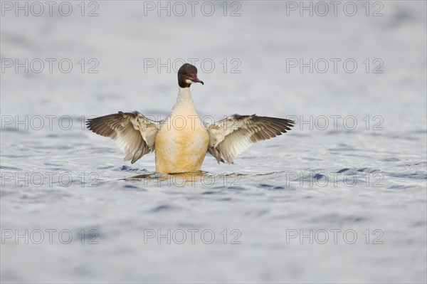 Goosander