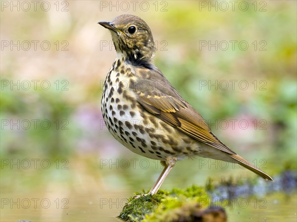 Song Thrush