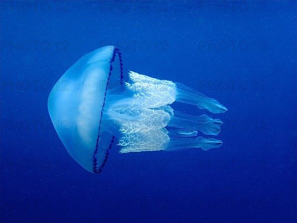 Barrel jellyfish